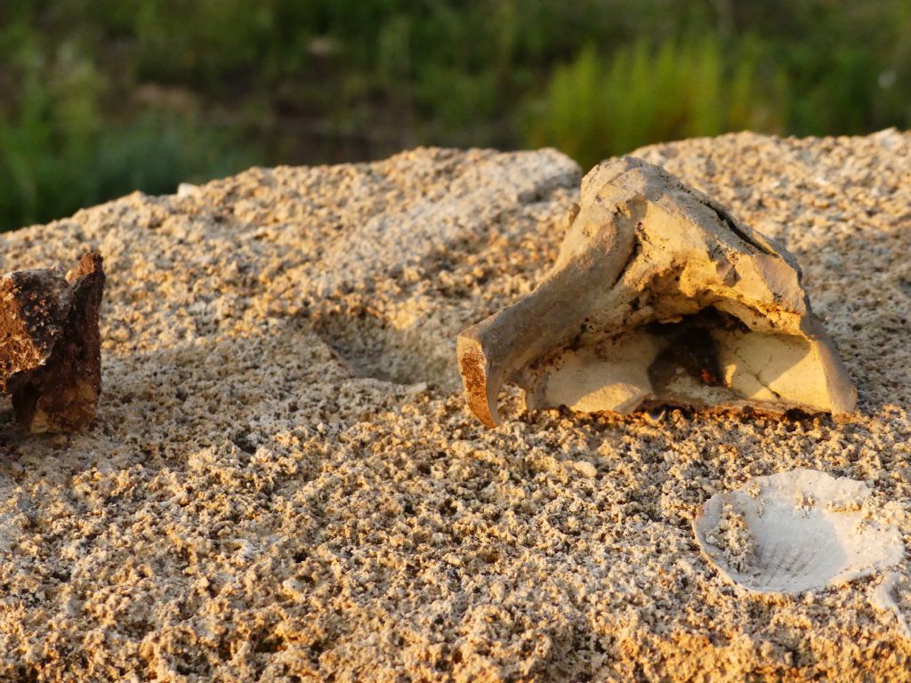 Fossili di ossa o formazione rocciosa?